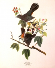 birds 02 - Cat Bird
